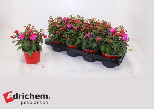 <h4>FUCHSIA B F  ELLA</h4>