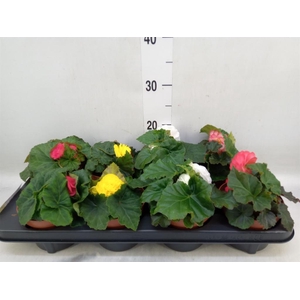 Begonia tuber. DU GR  ...mix