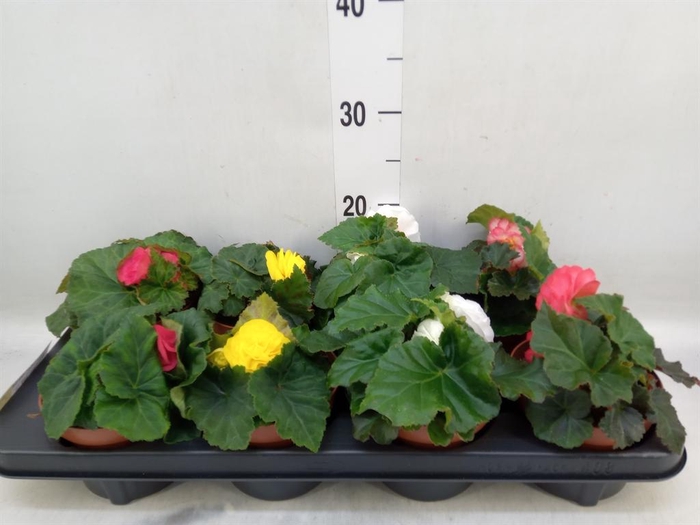 <h4>Begonia tuber. DU GR  ...mix</h4>