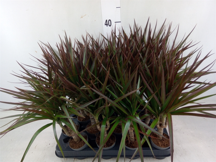 <h4>Dracaena marg. 'Magenta'</h4>