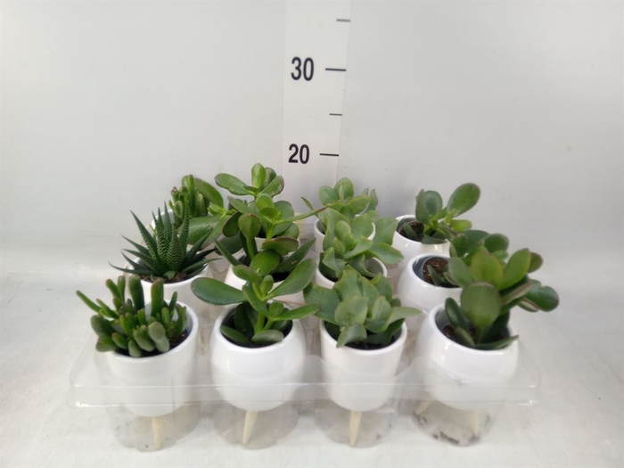 <h4>Arr.   Kamerplant Groen L%</h4>