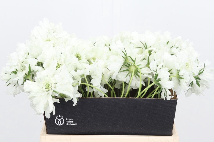 <h4>Scab C Annabelle</h4>