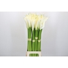 Zantedeschia Eydolls White