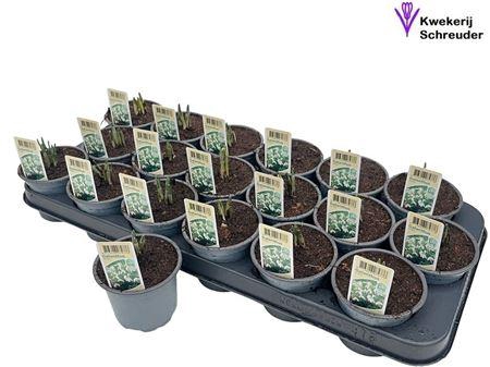 Galanthus Niv In Pot