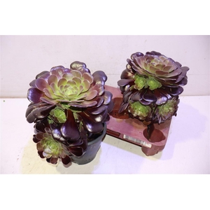 Aeonium Ab Velours