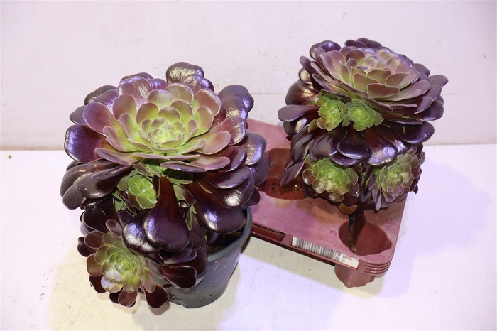 <h4>arr8 Aeonium Ab Velours</h4>
