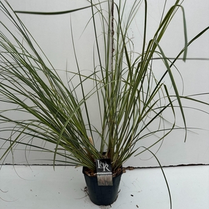 Graminées Cortederia sell. 'Mini Silverpampas'