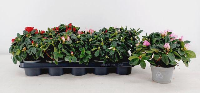 <h4>RHODO SI MIX P10.50</h4>