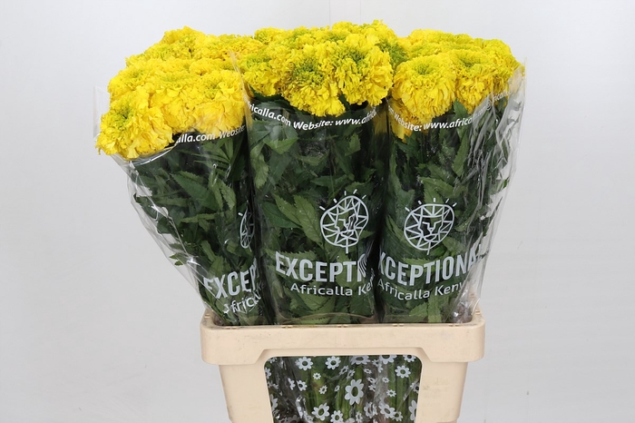 <h4>Tagetes promise yellow</h4>