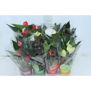 ANTHURIUM VARIADO P09
