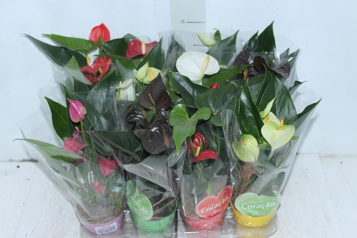 <h4>ANTHURIUM VARIADO P09</h4>