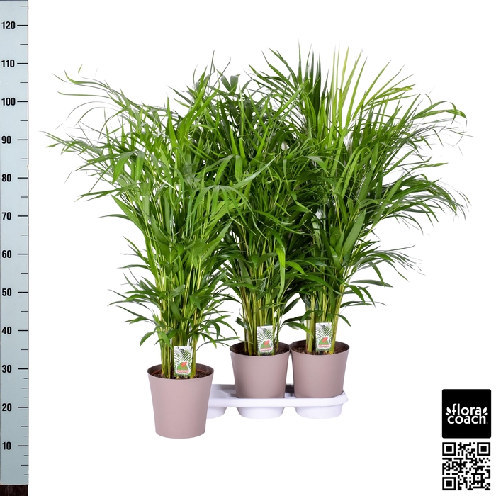 <h4>DYPSIS LUTESCENS</h4>