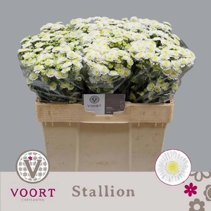 Chr T Stallion Voort