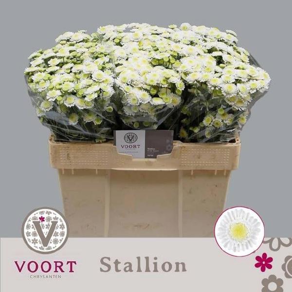 <h4>Chr T Stallion Voort</h4>