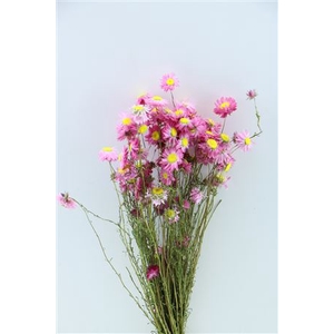 DRIED ACROCLINIUM PINK BUNCH 50GR