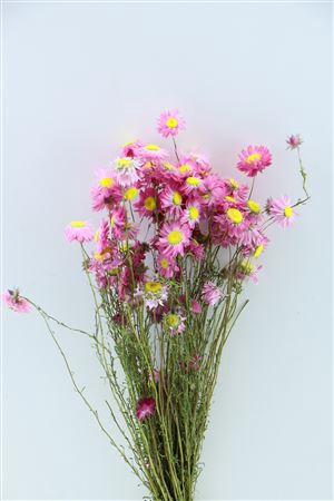 DRIED ACROCLINIUM PINK BUNCH 50GR