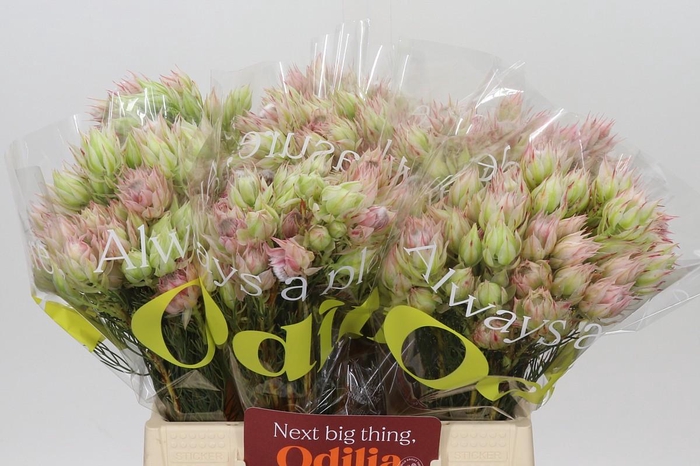 <h4>Blushing Bride Bridal Pink</h4>
