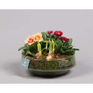 Green Bottle Iris Large Voorjaar met Arrangement