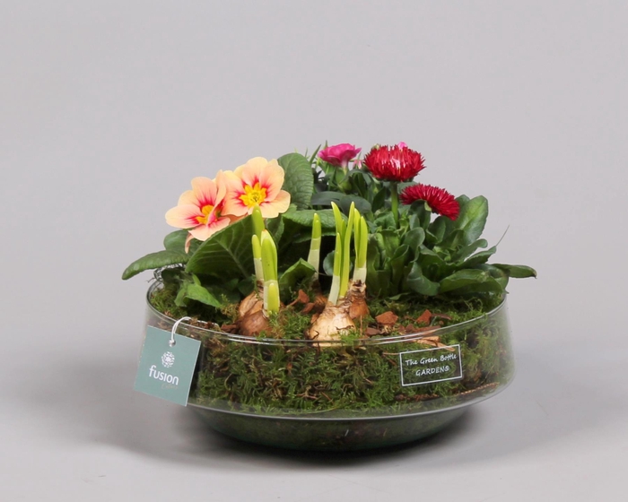 <h4>Green Bottle Iris Large Voorjaar met Arrangement</h4>