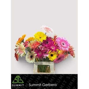 Gerbera Mix 4 kleuren Water x40 Lang