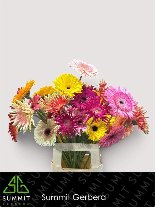 <h4>Gerbera Mix 4 kleuren Water x40 Lang</h4>