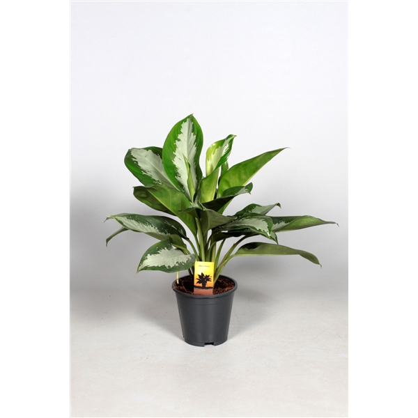 <h4>Aglaonema Diamond Bay</h4>