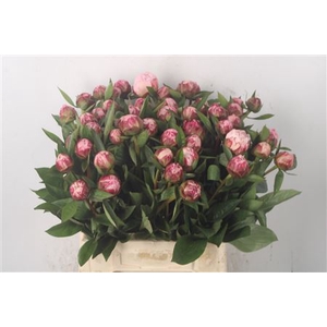 Paeo L Sarah Bernhard Pink X50