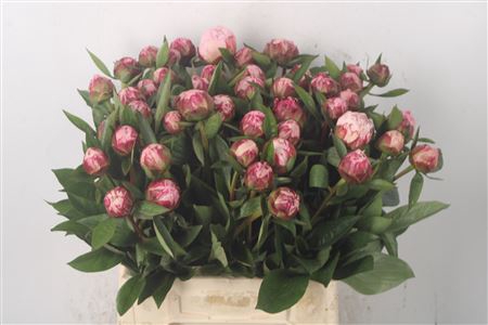 <h4>Paeo L Sarah Bernhard Pink X50</h4>