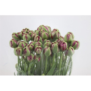 Tu Du Fr Emblazon 55cm