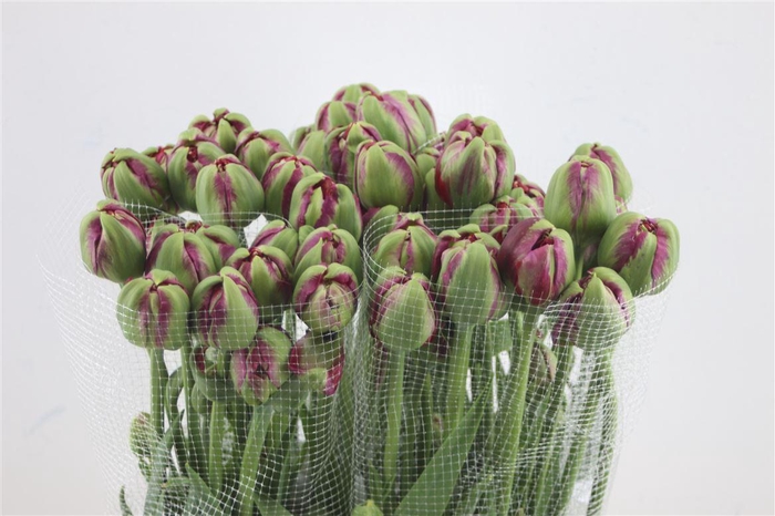 <h4>Tu Du Fr Emblazon 55cm</h4>