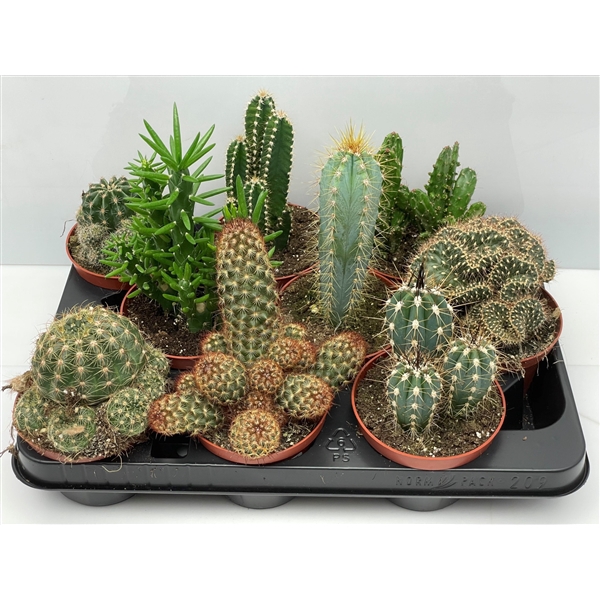 <h4>92 Cactus gemengd 10,5 cm</h4>