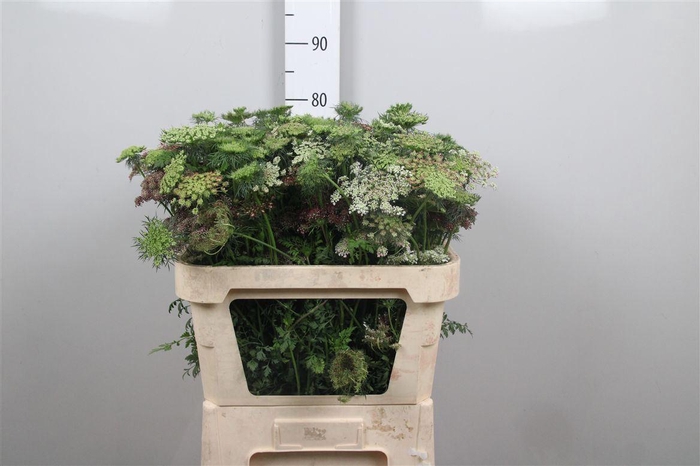 <h4>Daucus Carota Dara</h4>