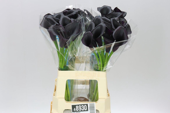 <h4>Zant Odessa</h4>