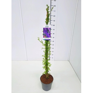 Buddleja Buddleja alternifolia