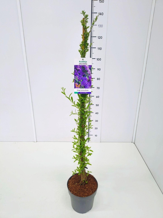 <h4>Buddleja Buddleja alternifolia</h4>