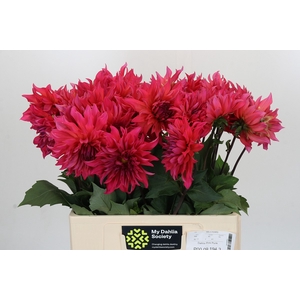 Dahlia Pink Punk