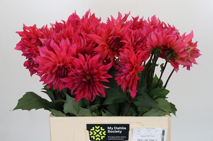 <h4>Dahlia Pink Punk</h4>