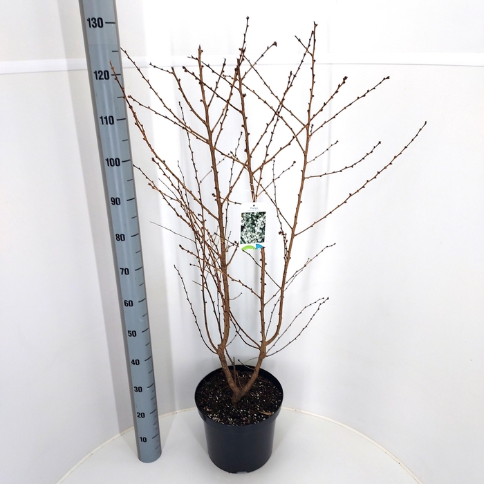 <h4>PRUN BRILLANT</h4>