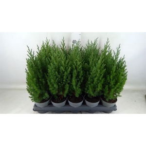 Juniperus chinensis 'Stricta'