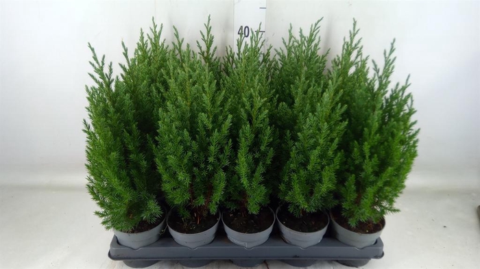 <h4>Juniperus chinensis 'Stricta'</h4>