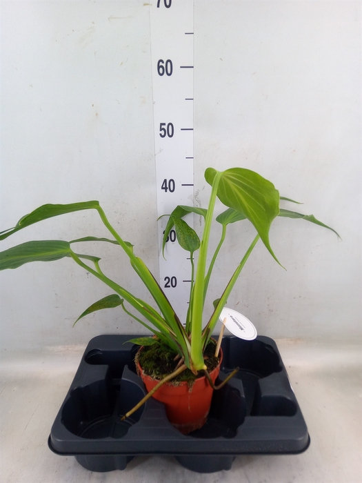 <h4>Monstera   ...</h4>
