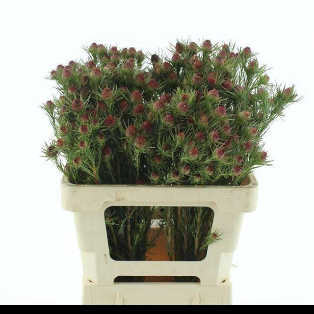 <h4>LEUCAD JUBILEE CROWN</h4>