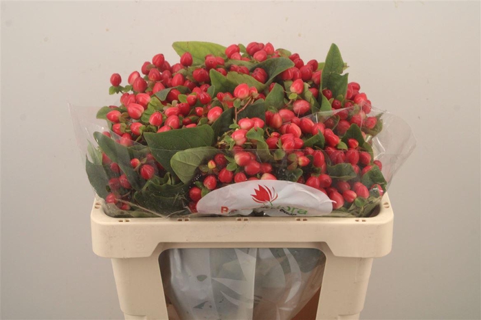 <h4>Hyp Mag Triumph</h4>