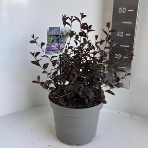 Ceanothus