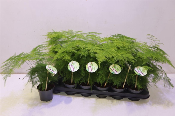 <h4>arr8 Aspar Setaceus</h4>