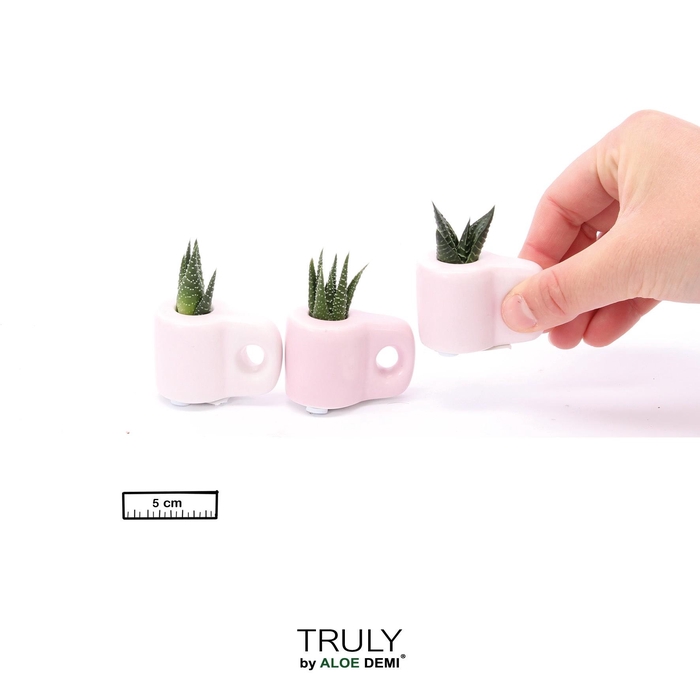 <h4>TRULY Succulent, Mug Pink Mini</h4>