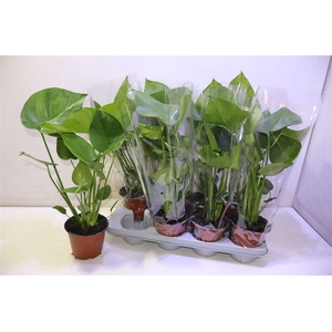 arr8 Monstera Deliciosa