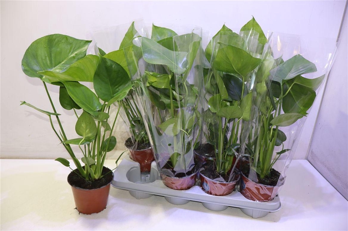 <h4>arr8 Monstera Deliciosa</h4>