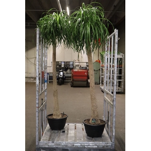 Beaucarnea Recur