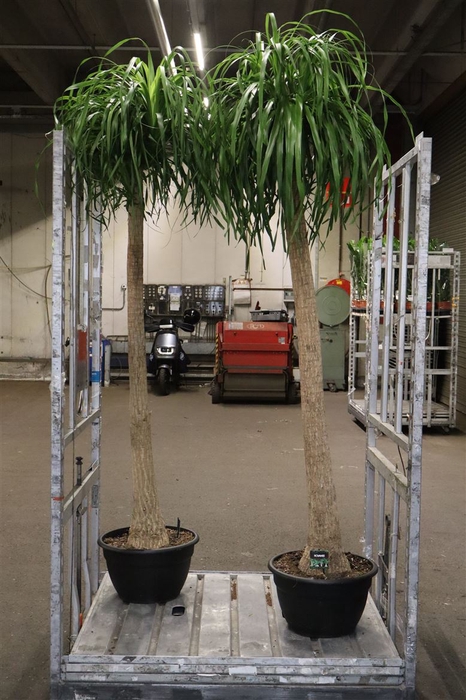 <h4>Beaucarnea Recur</h4>
